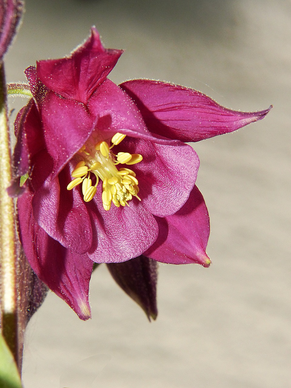 columbine violet flower free photo