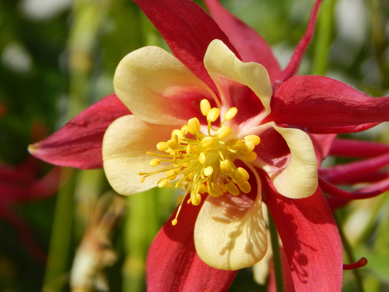 columbine flower summer flower free photo