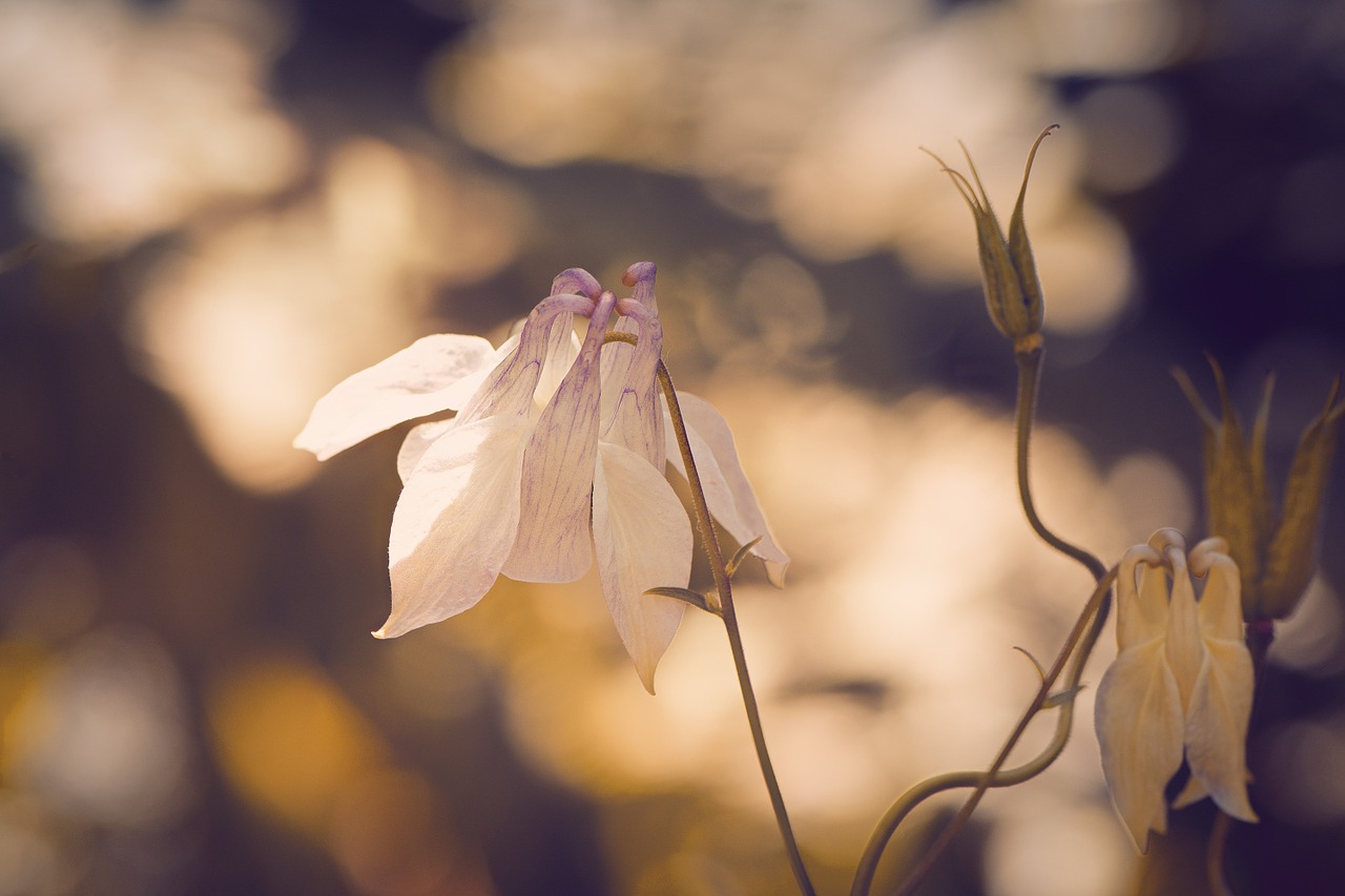 columbine pointed-akelei pointed flower free photo