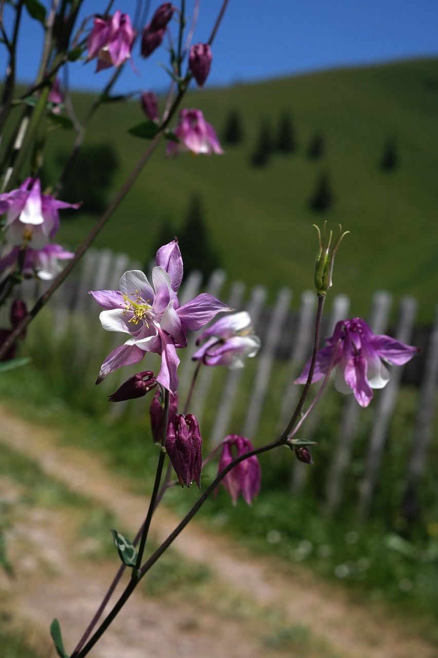 columbine flower blossom free photo