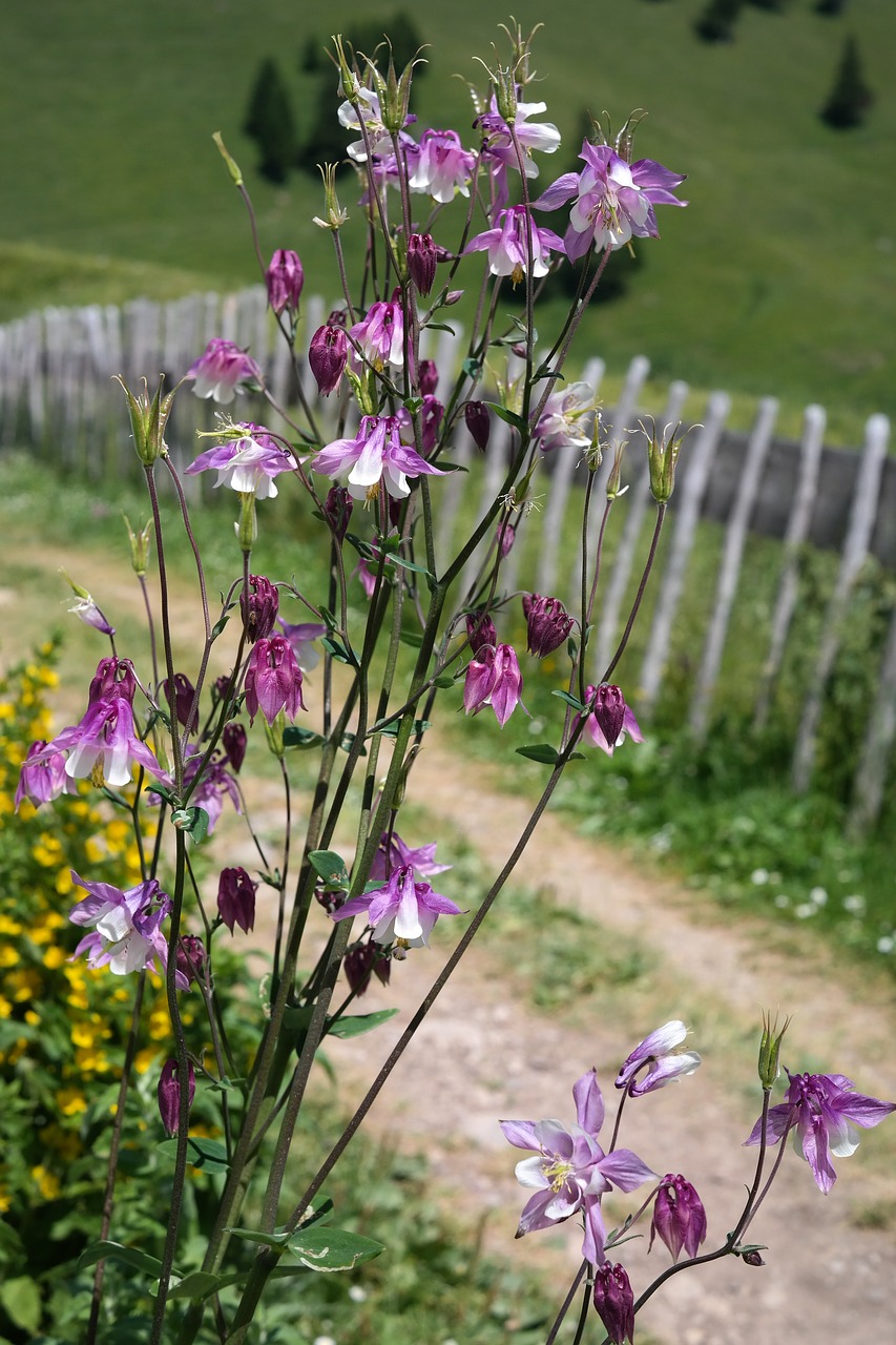 columbine flower blossom free photo