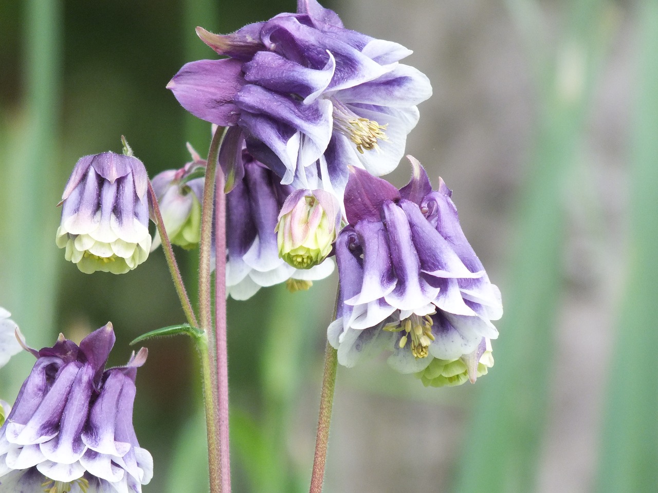 columbine flower of the alps purple flower free photo