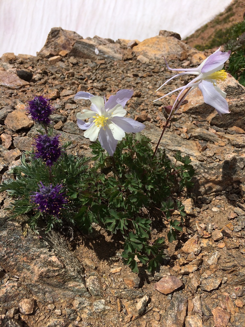 columbine wildflower alpine free photo