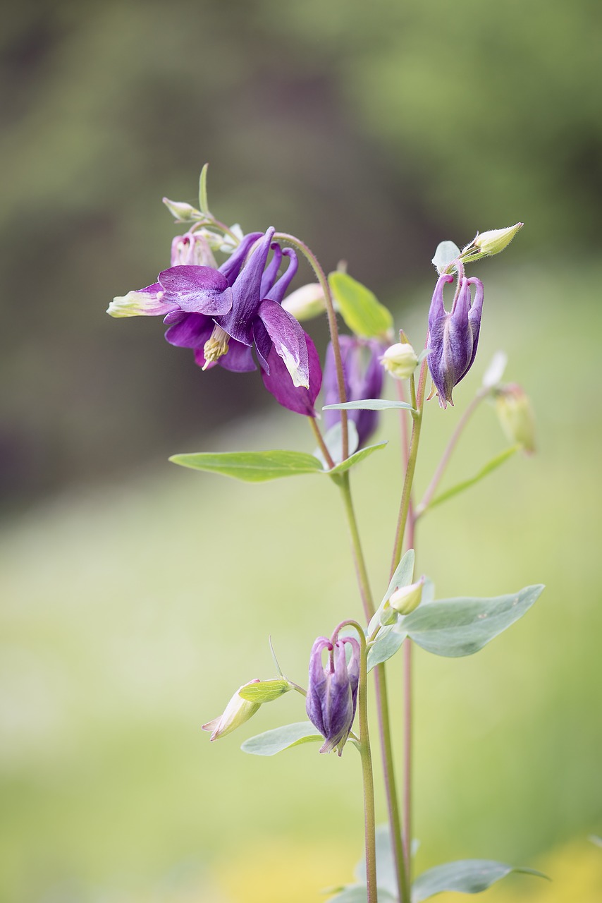 columbine flower purple free photo