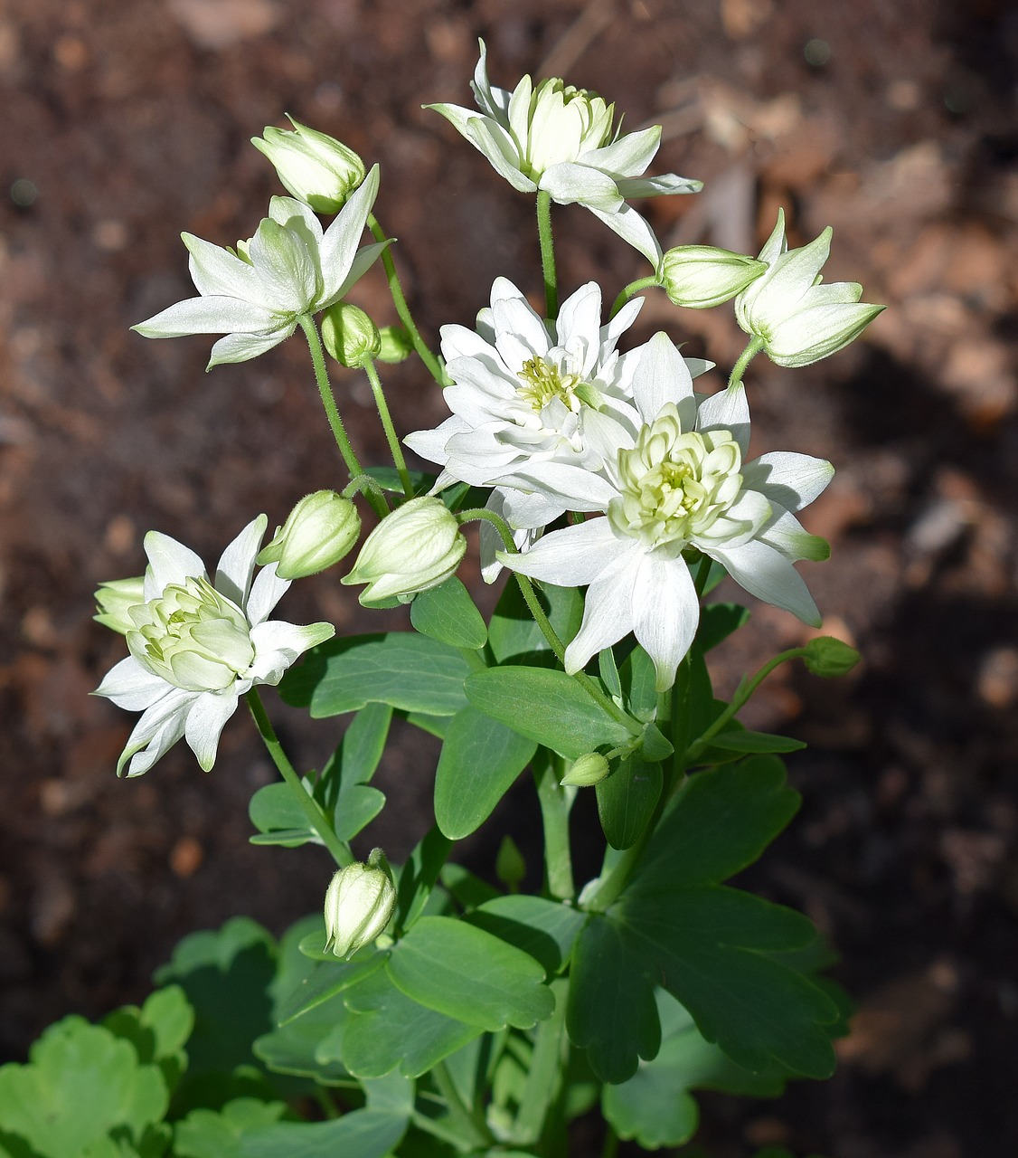 columbine full bloom double free photo