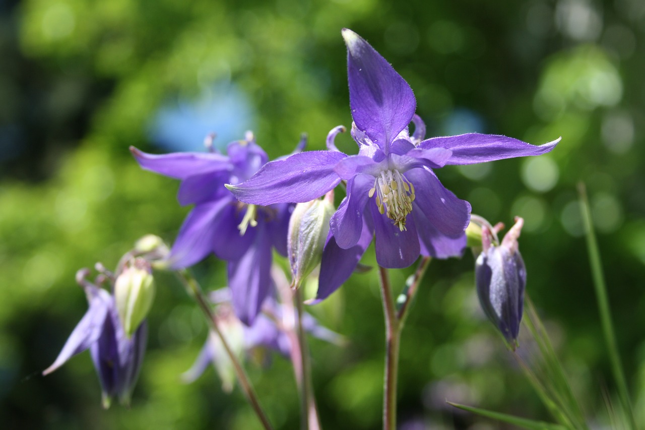 columbine spring violet free photo