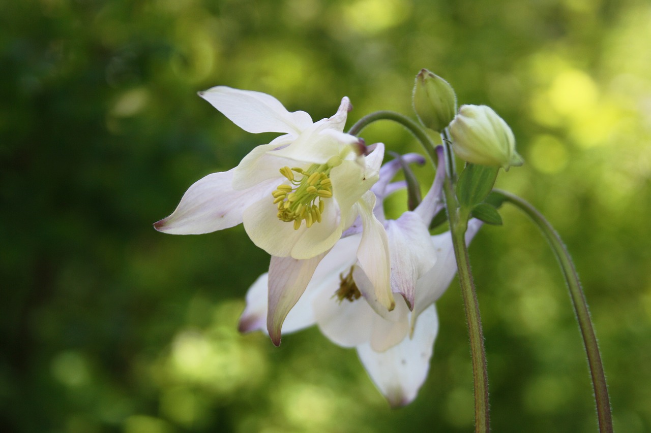 columbine spring garden free photo