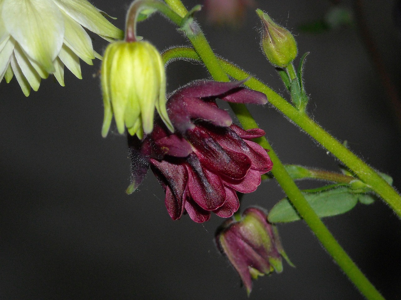 columbine garden blossom free photo