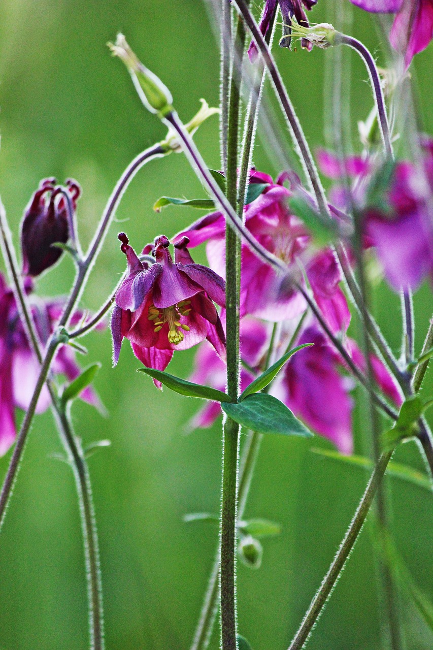 columbine purple blossom free photo