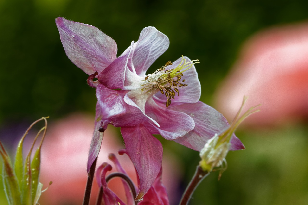 columbine flower blossom free photo