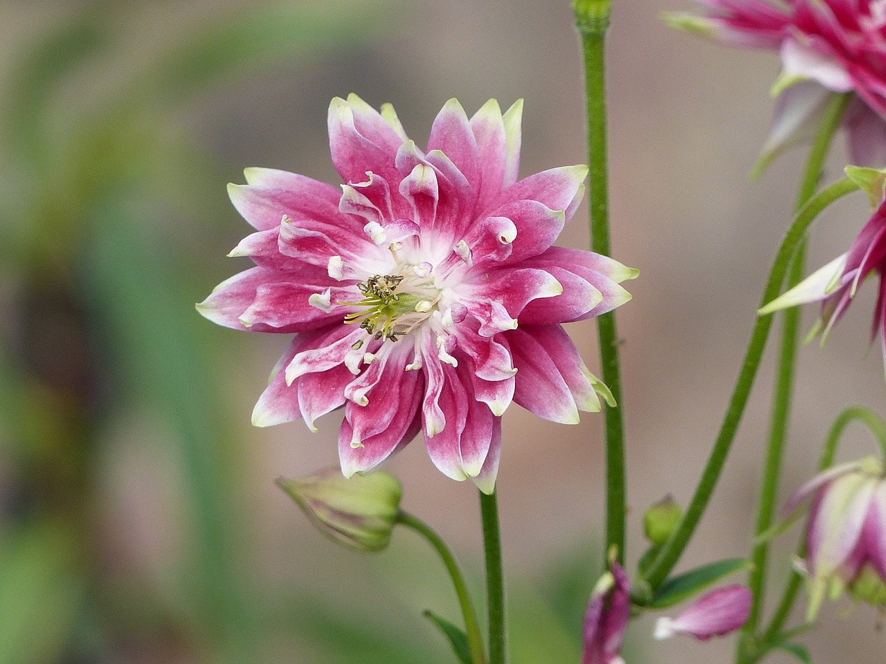 columbine flower pink free photo