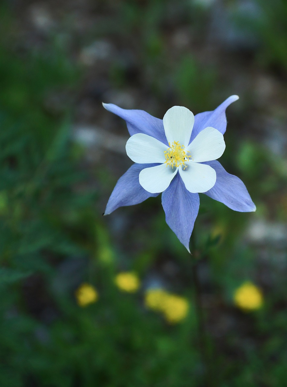 columbine blue bloom free photo