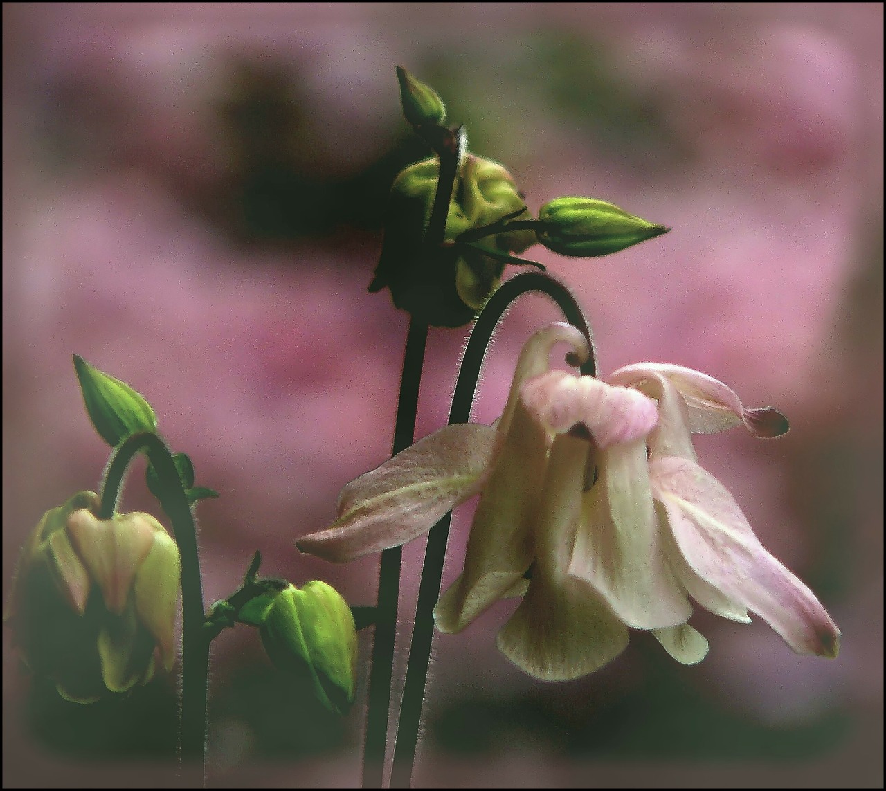 columbine blossom bloom free photo