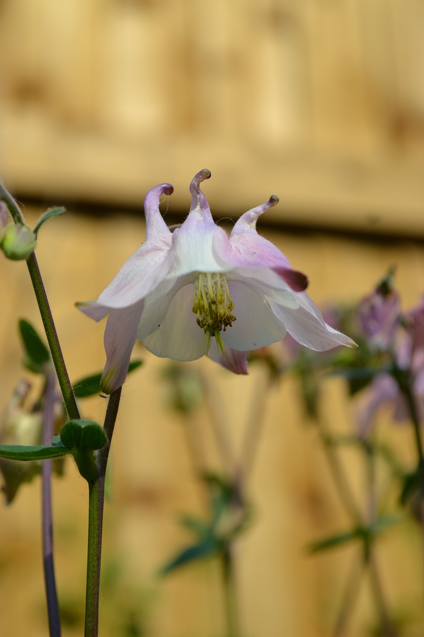 columbine aquilegia flower free photo