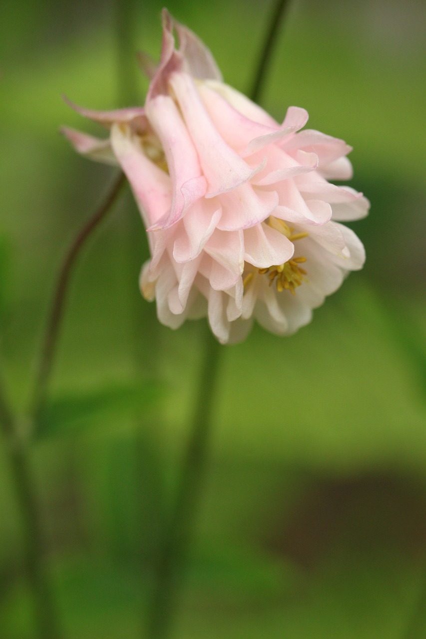 columbine blossom bloom free photo