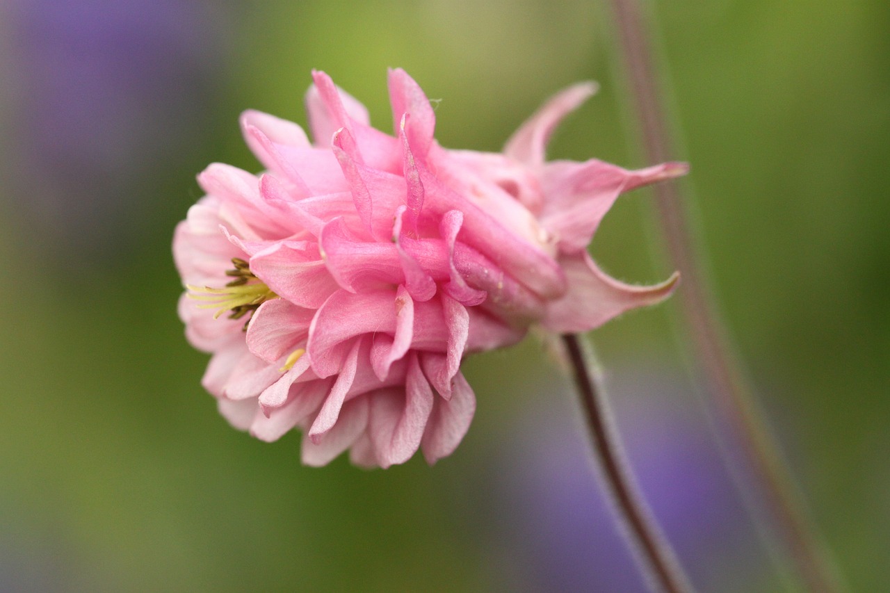 columbine blossom bloom free photo