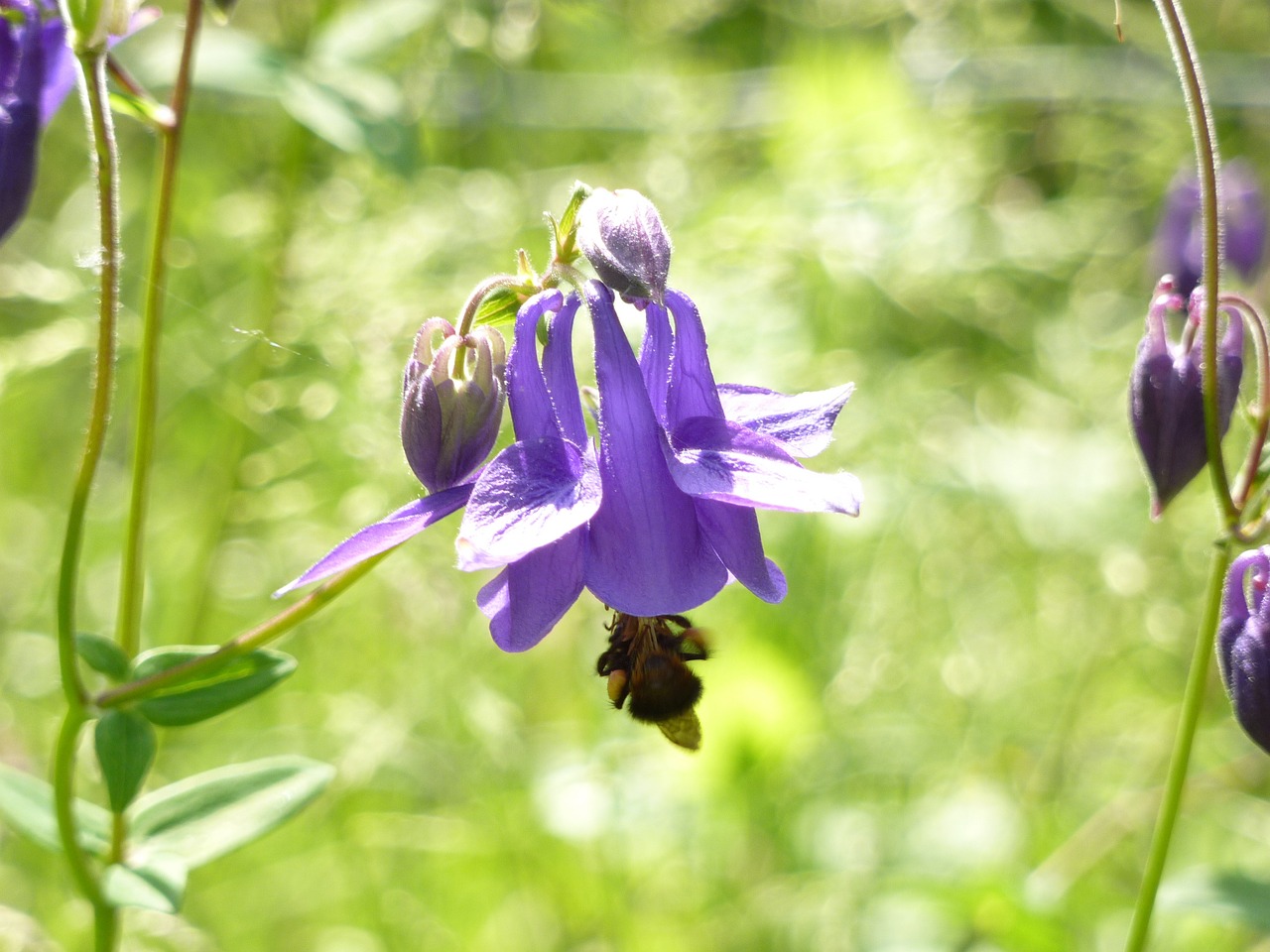 columbine flower violet free photo