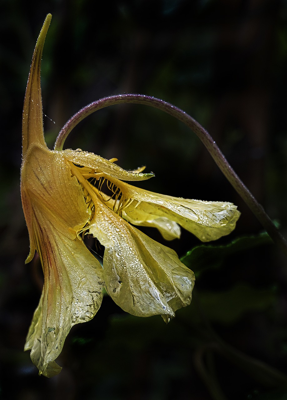 columbine blossom bloom free photo