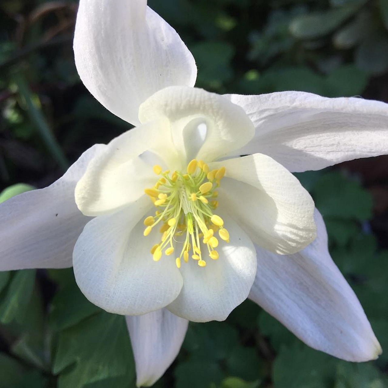 columbine white flower free photo