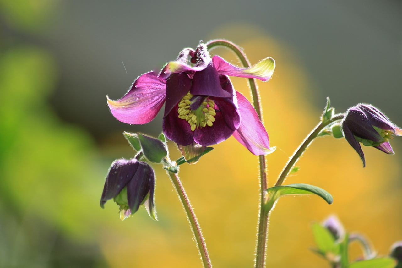 columbine blossom bloom free photo