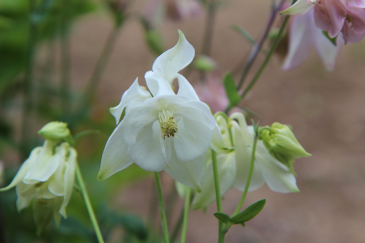 columbine  ancolie white  white flowers free photo