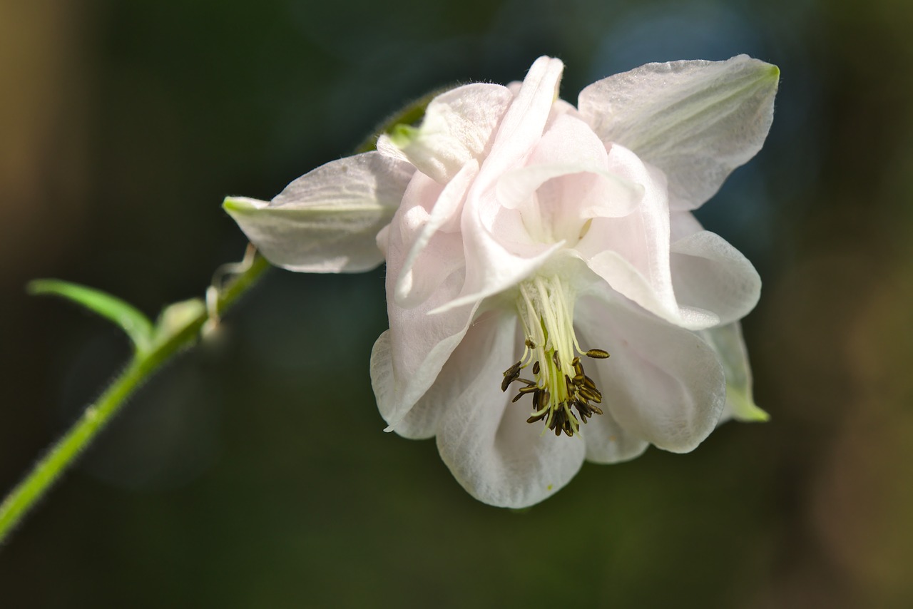 columbine  blossom  bloom free photo