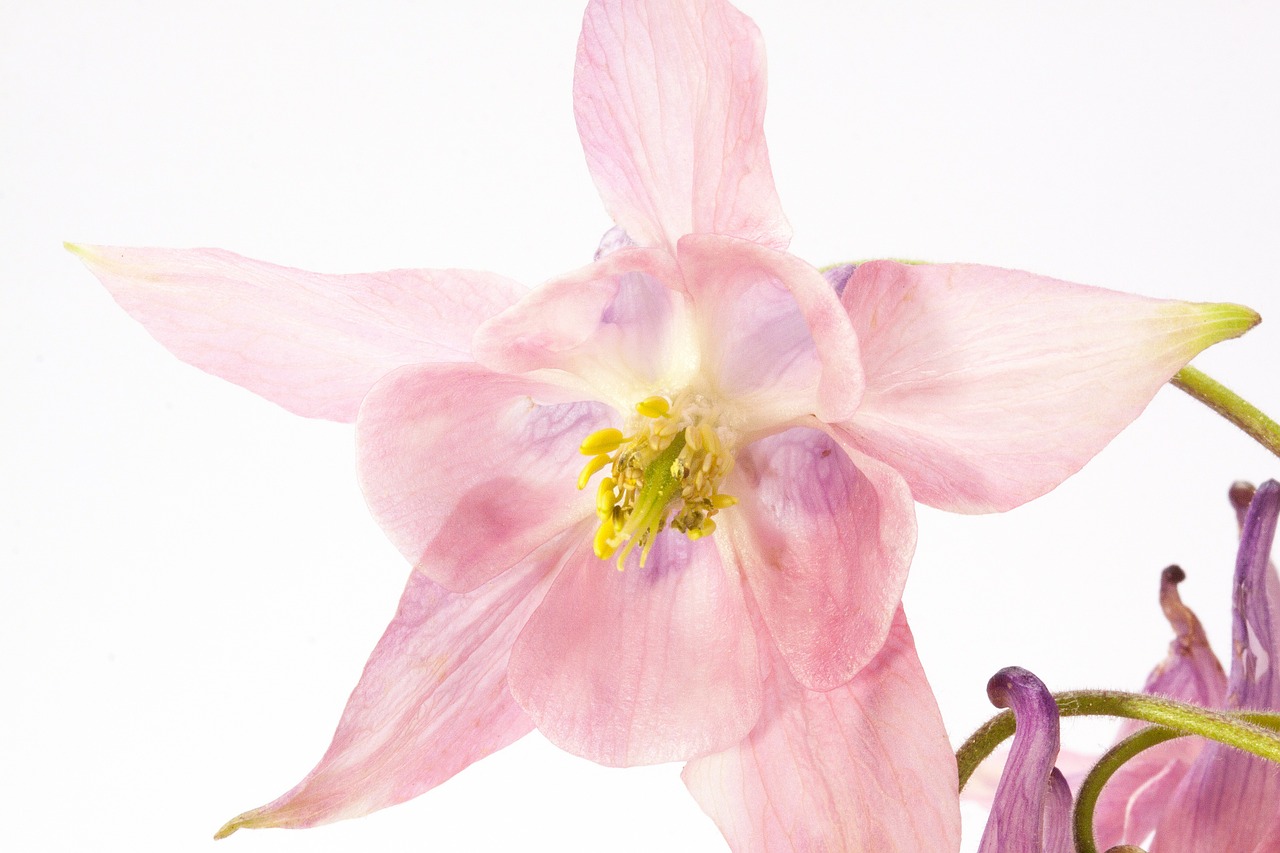 columbine flower blossom free photo