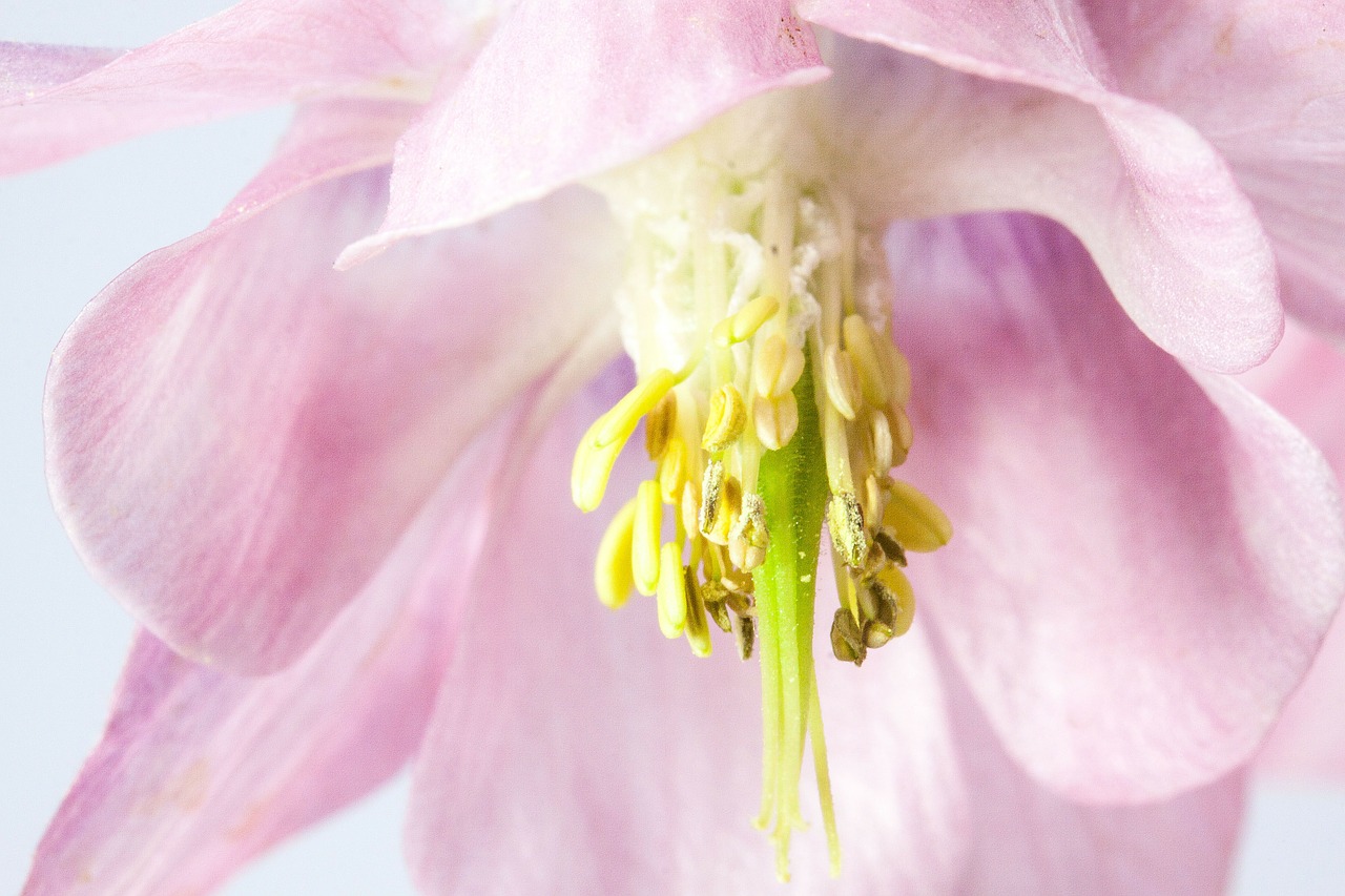 columbine flower blossom free photo