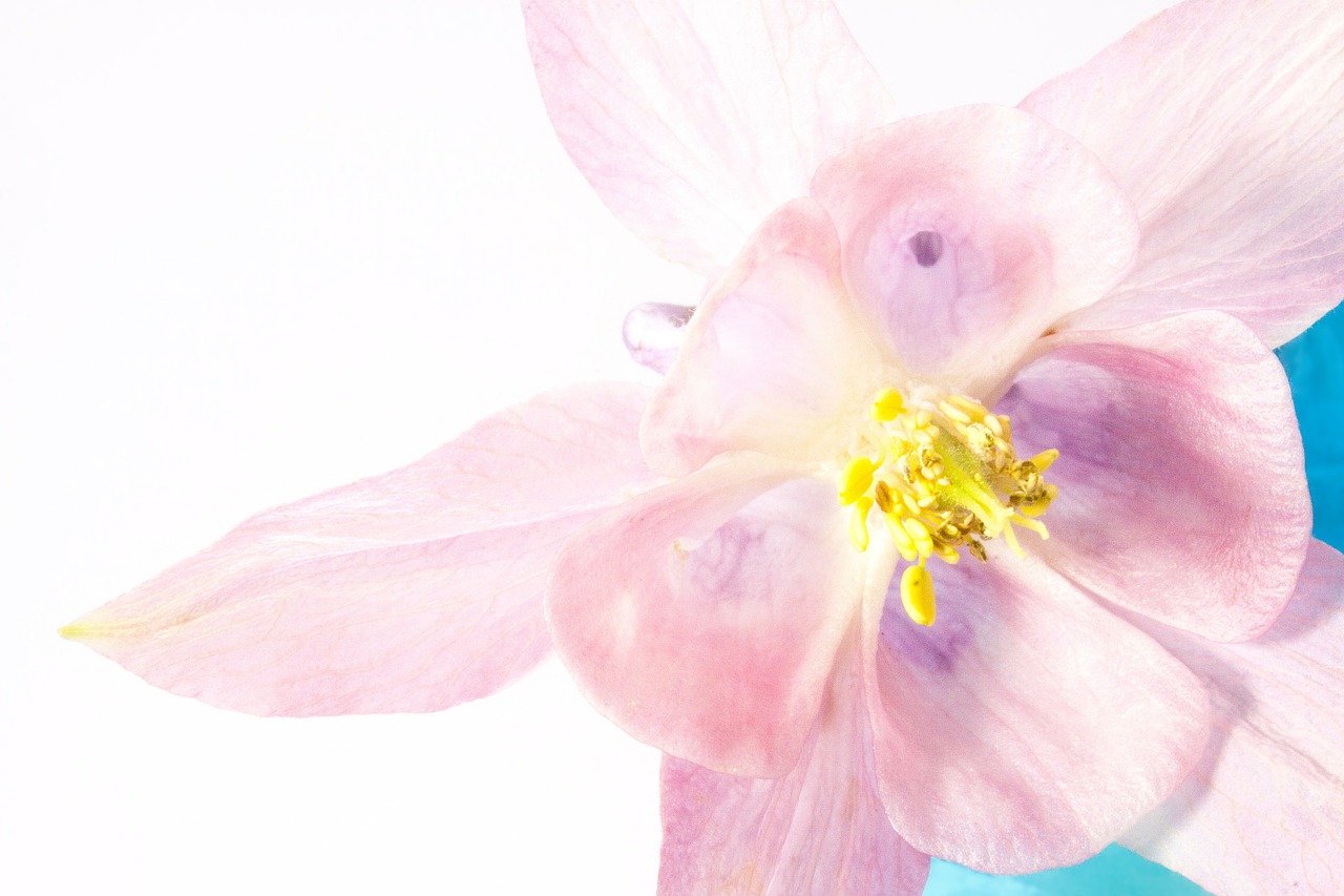 columbine flower blossom free photo