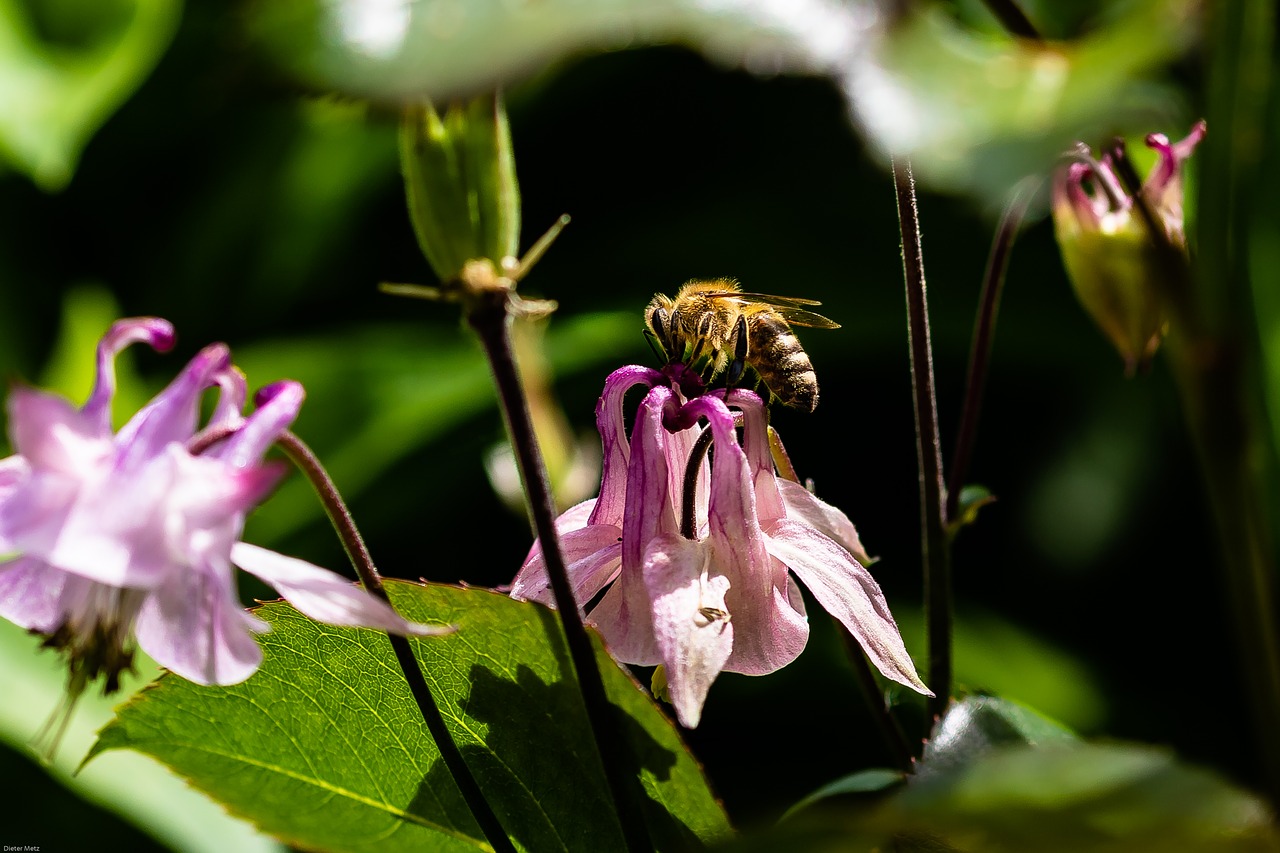 columbine  flower  bee free photo