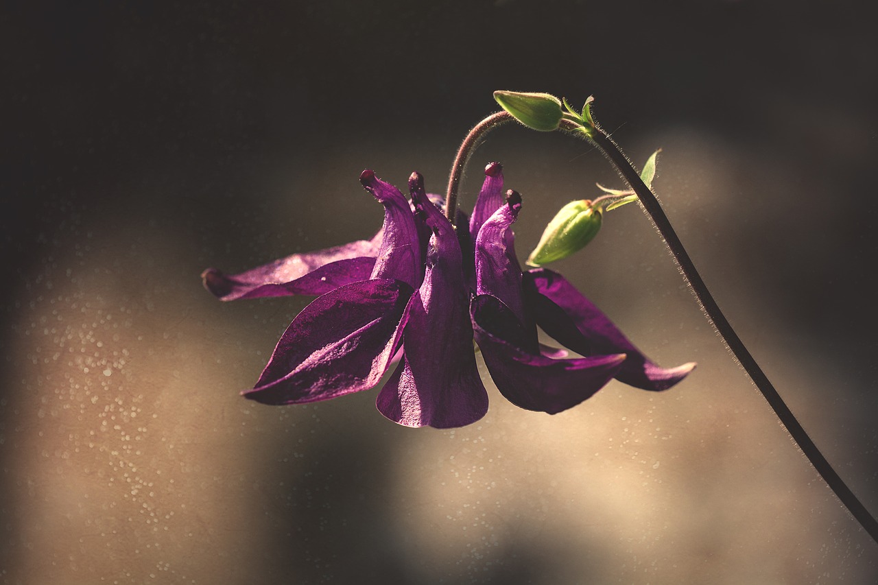 columbine  violet  purple free photo