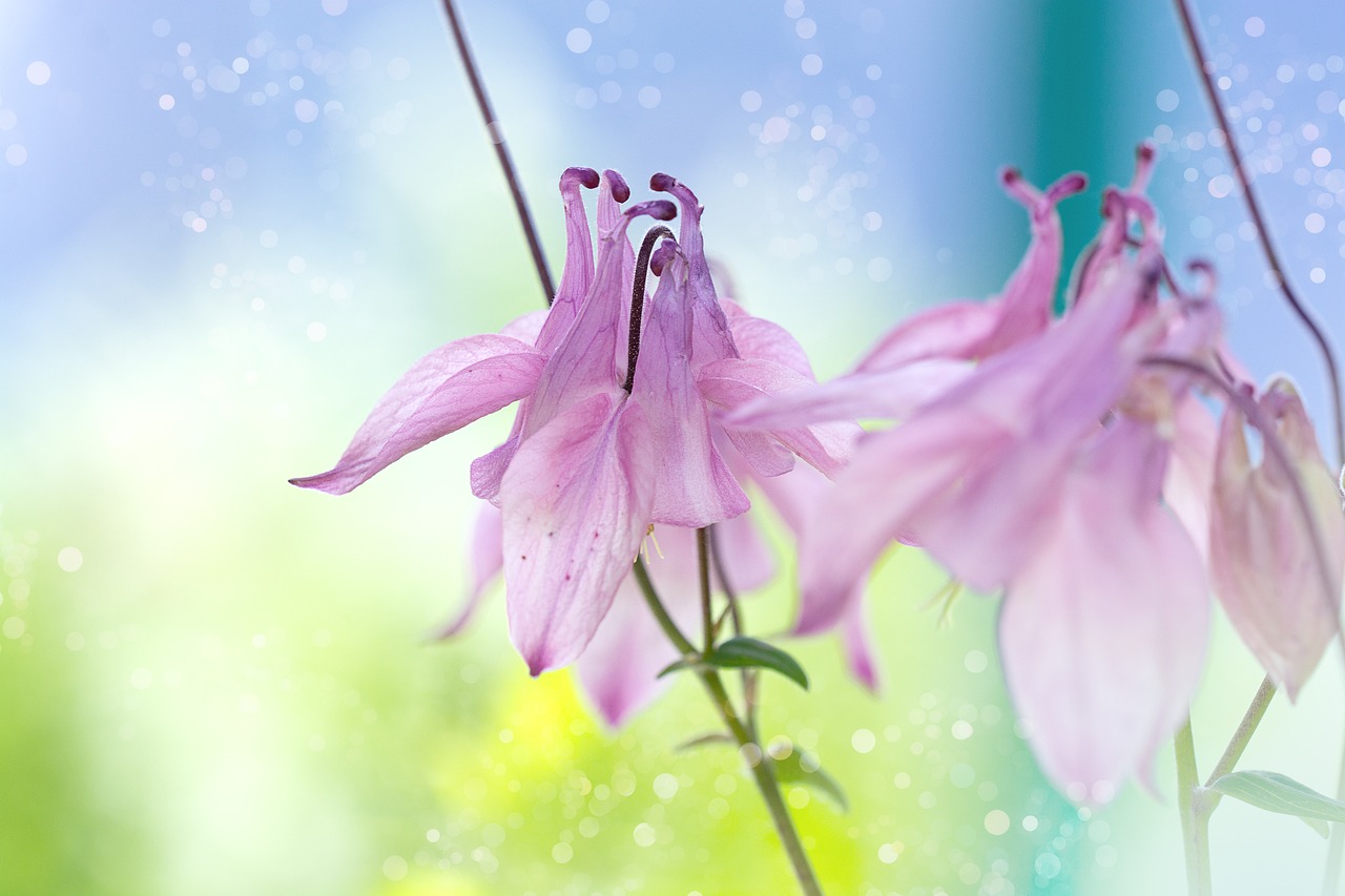 columbine  pink  pink columbine free photo