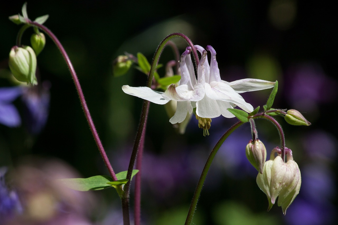 columbine flower blossom free photo