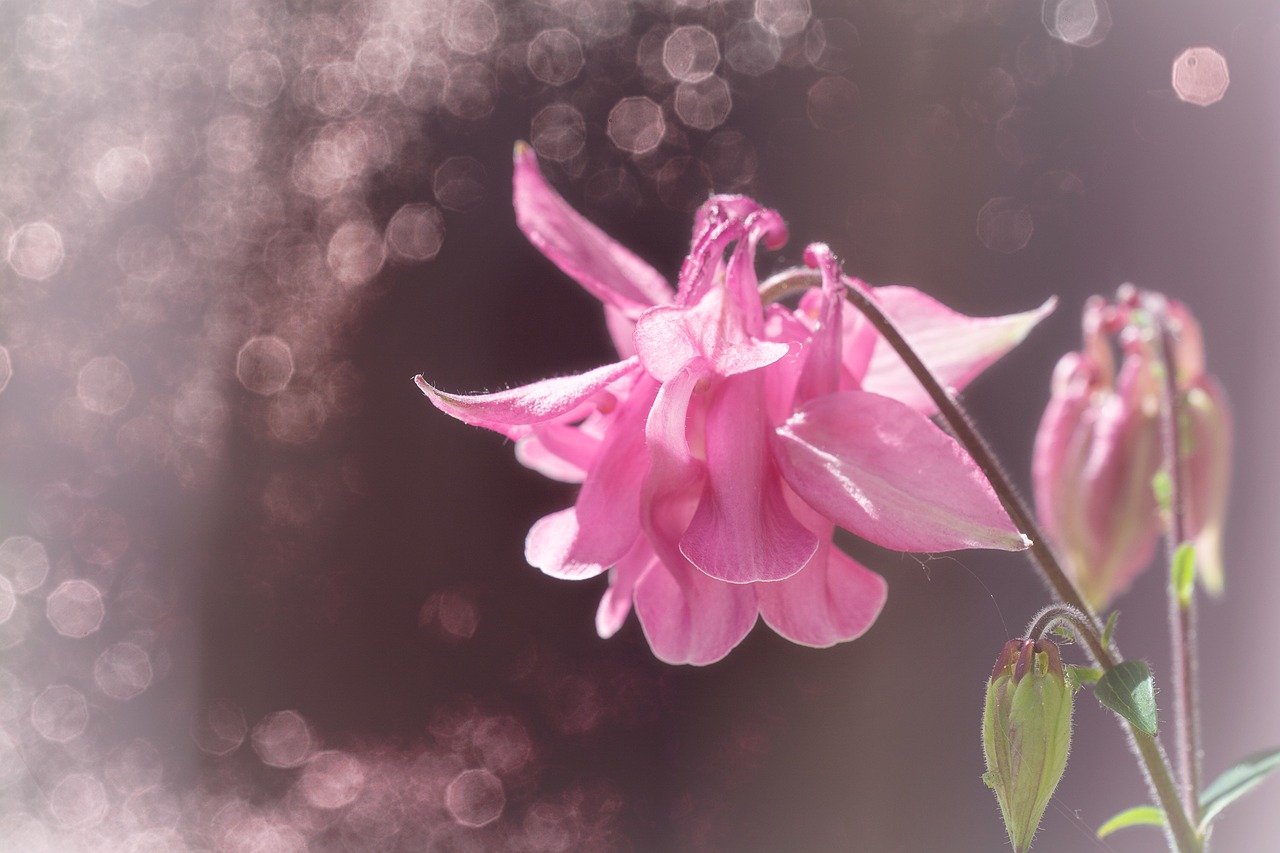 columbine  pink  pink columbine free photo