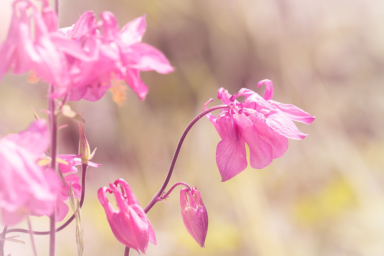 columbine  pink  tender free photo