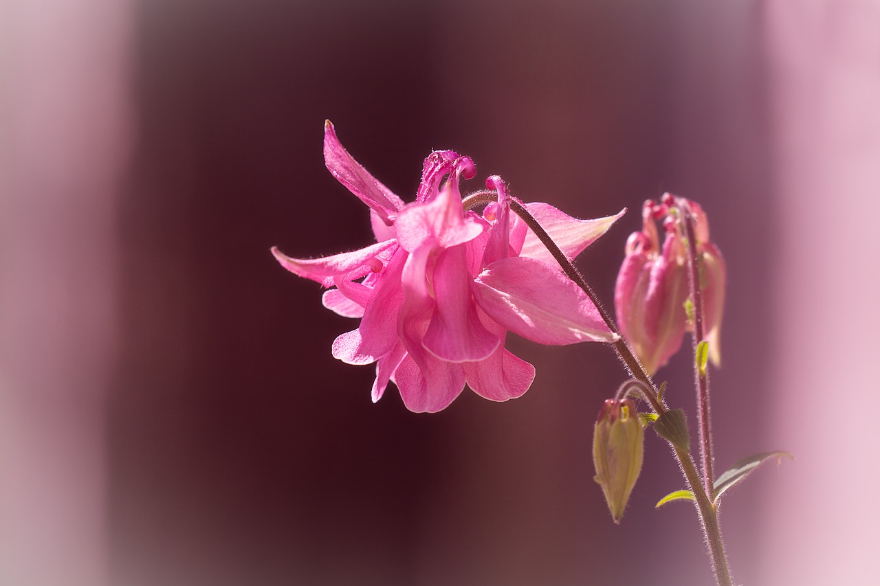 columbine  flower  blossom free photo