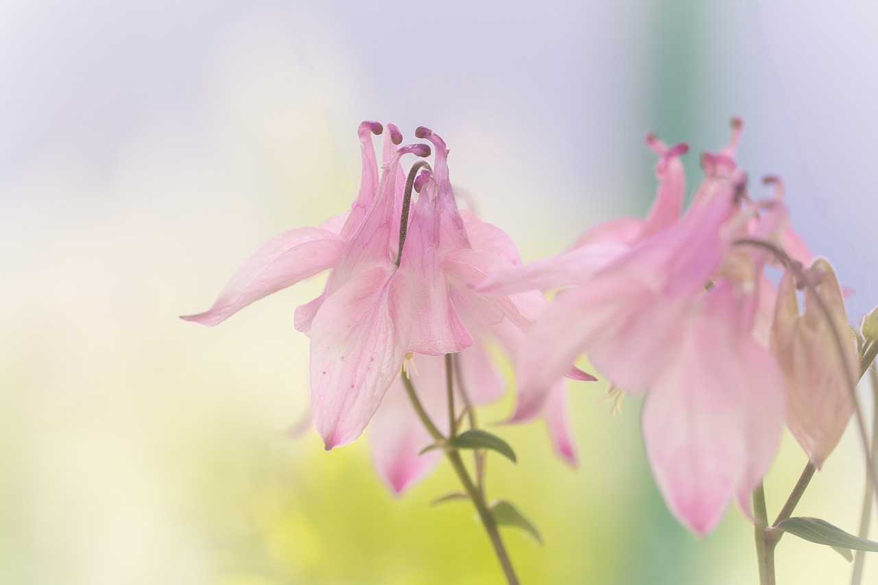 columbine  flower  pink free photo