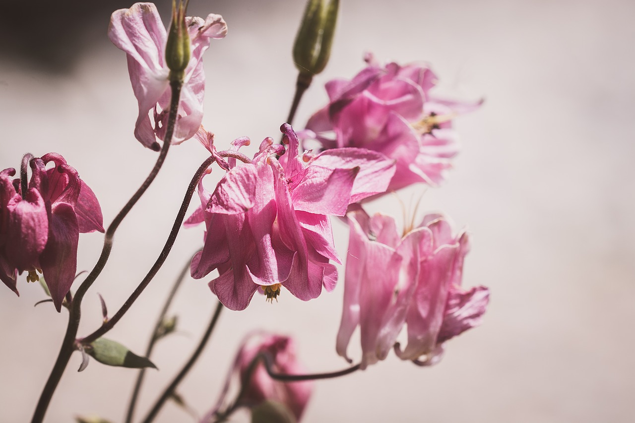 columbine  pink  pink columbine free photo