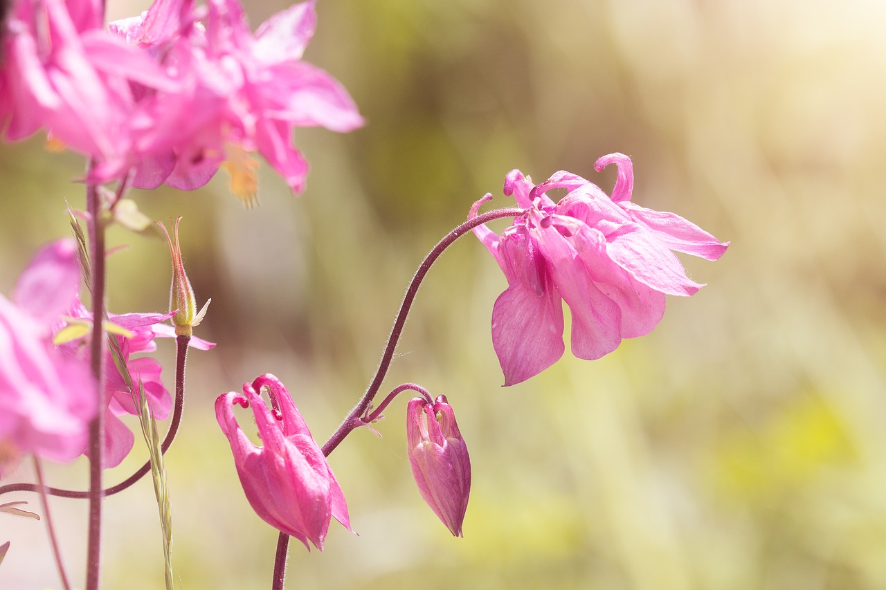 columbine  pink  pink columbine free photo