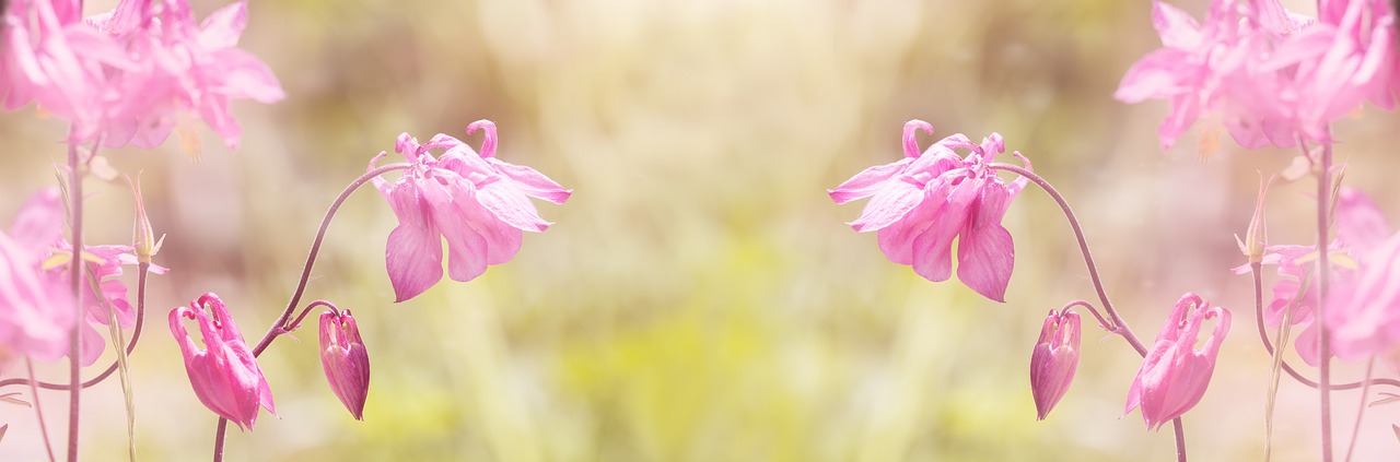 columbine  pink  pink columbine free photo