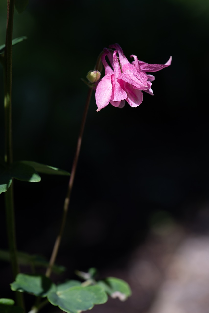 columbine  pink  pink columbine free photo