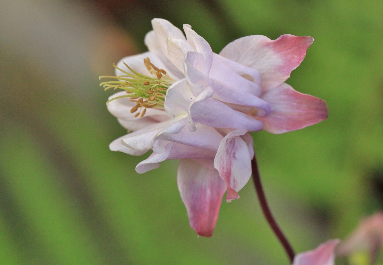 columbine blossom bloom free photo