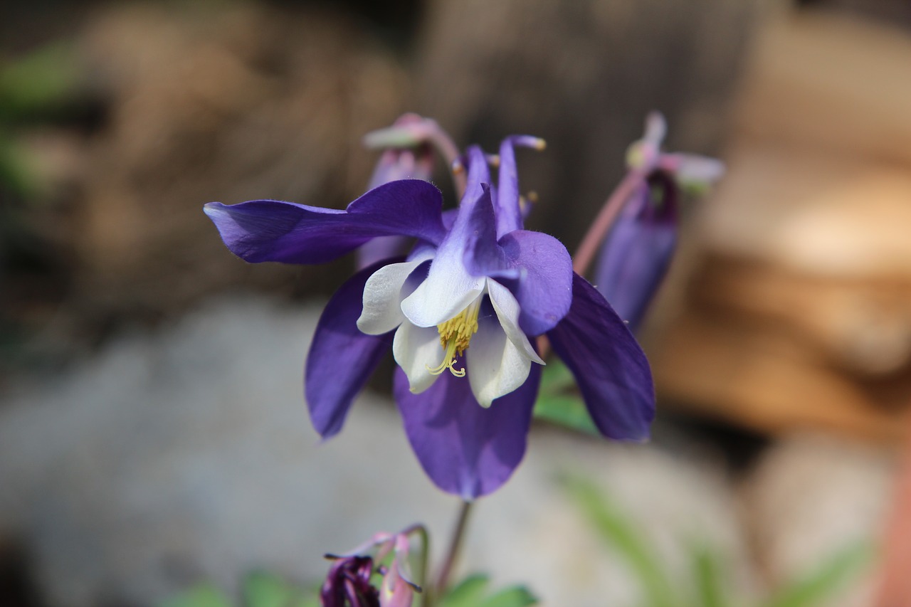 columbine  ancolie bleue  flowering free photo