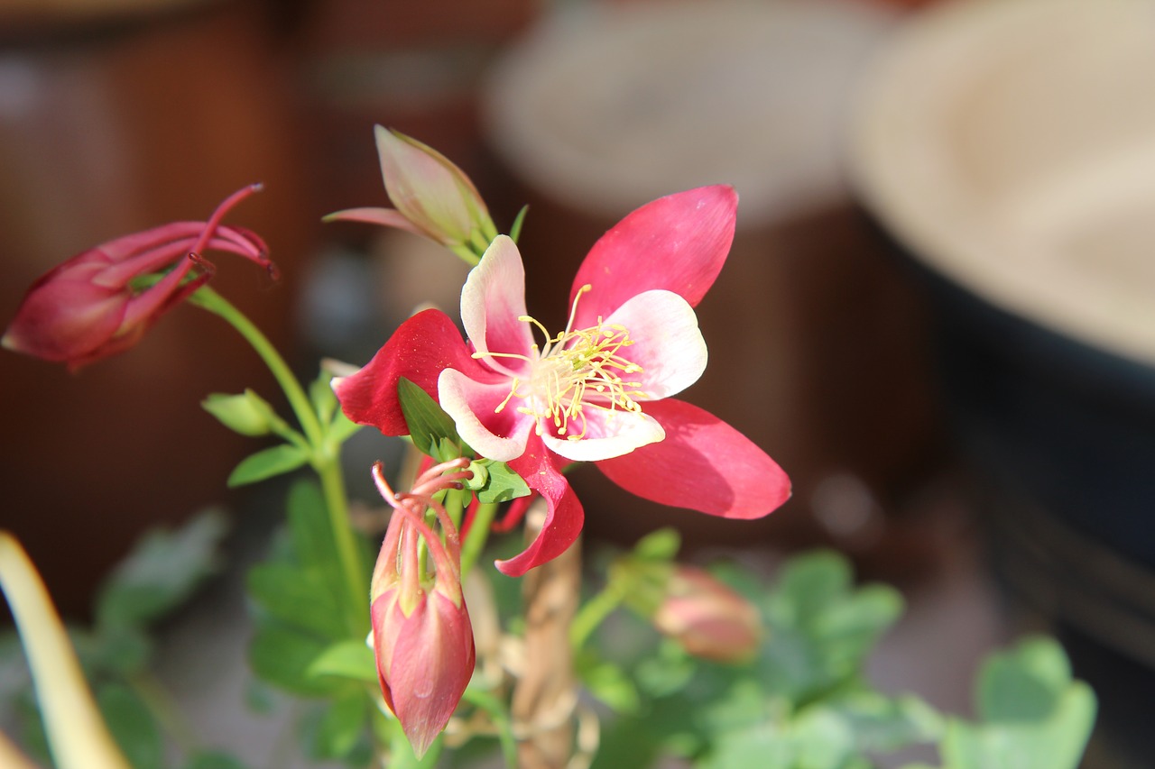 columbine  ancolie pink  flowering free photo