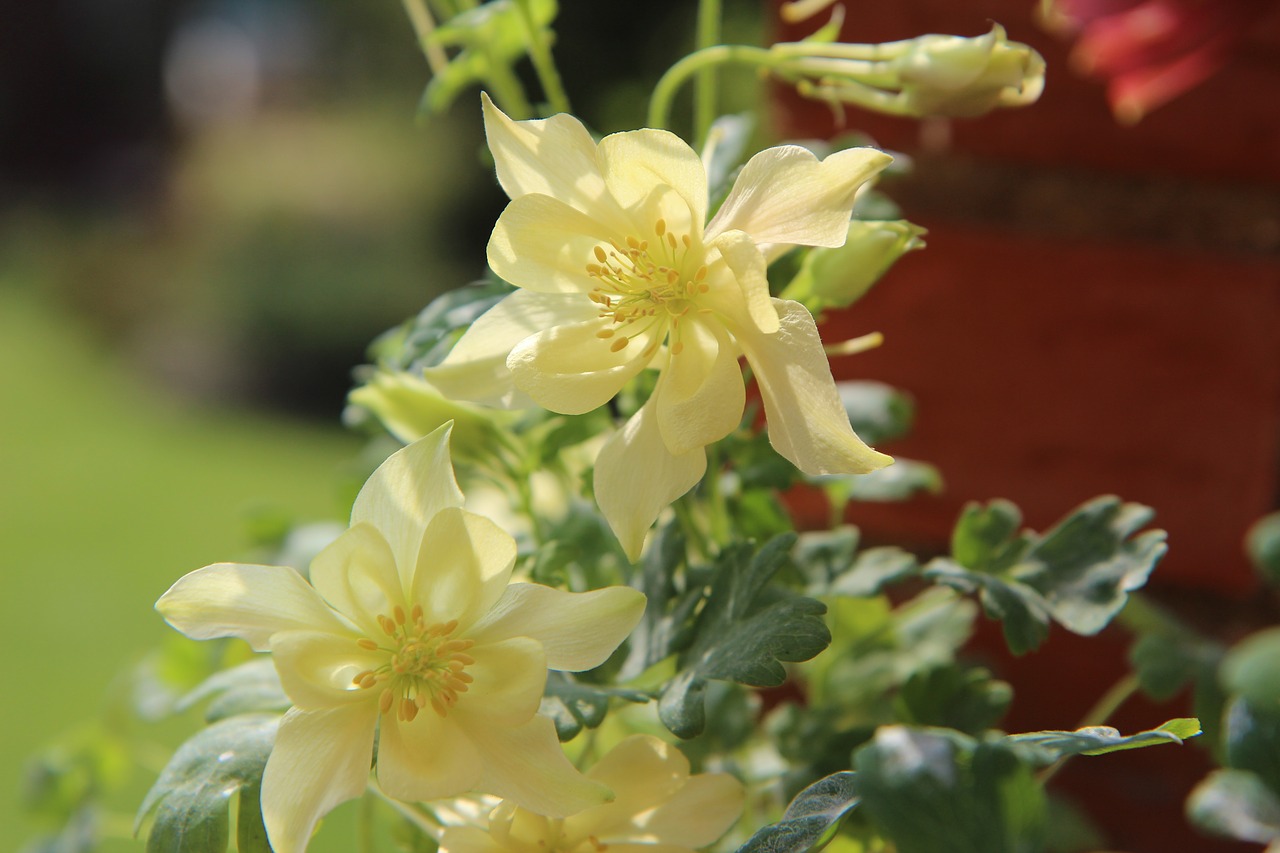 columbine  ancolie yellow  flowering free photo