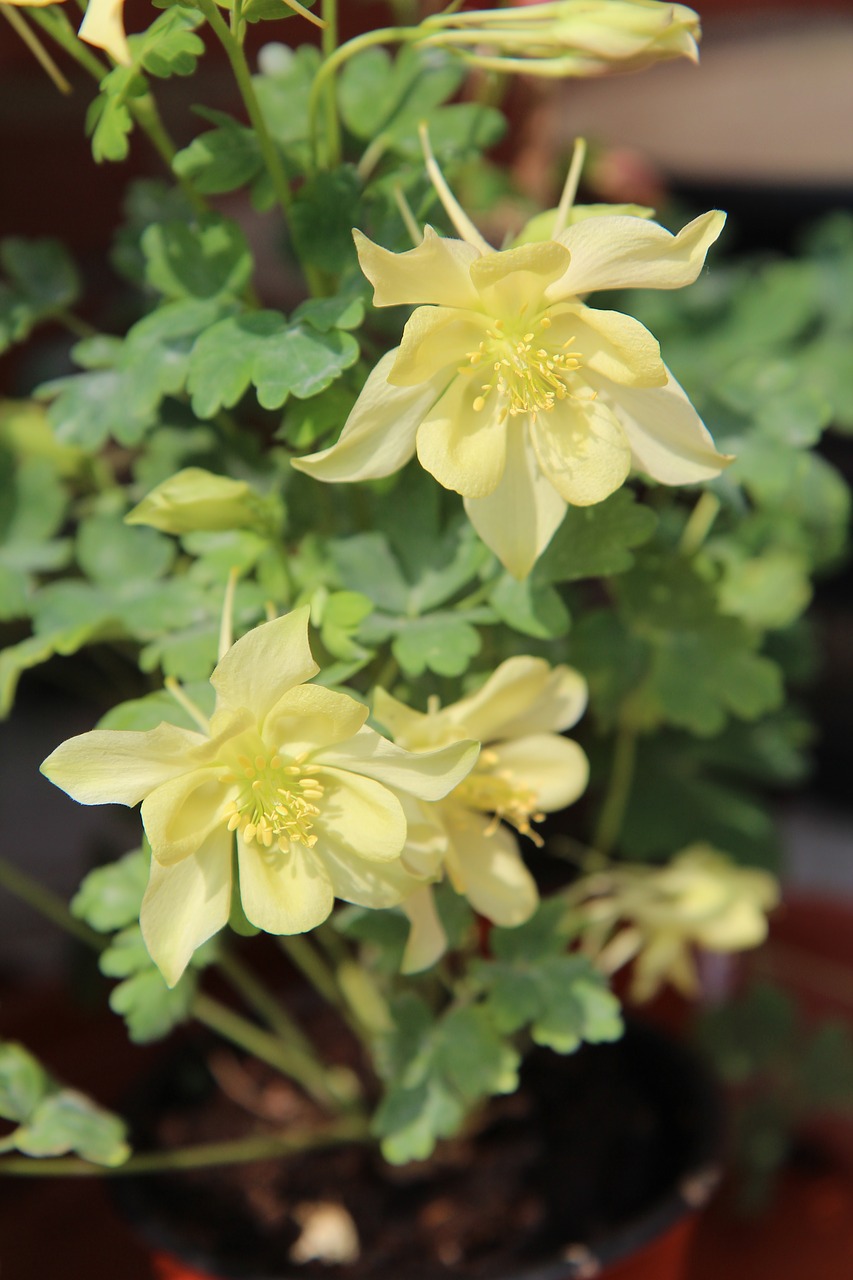 columbine  ancolie yellow  flowering free photo