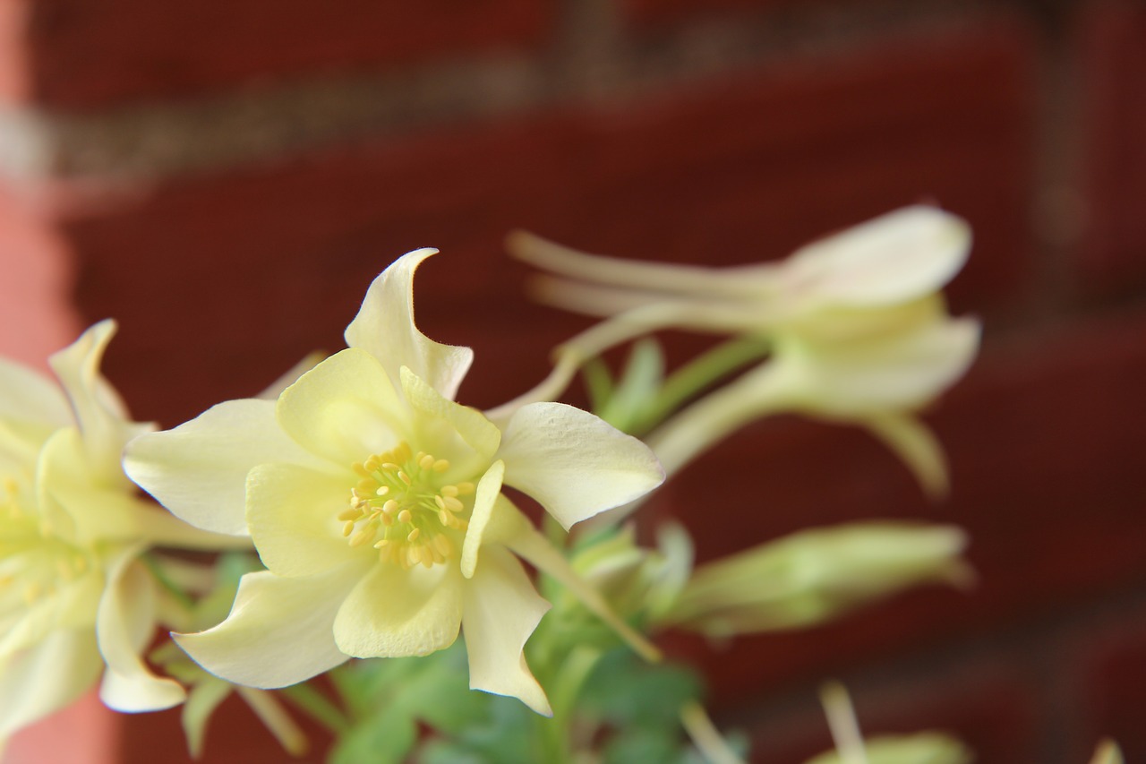 columbine  ancolie yellow  flowering free photo