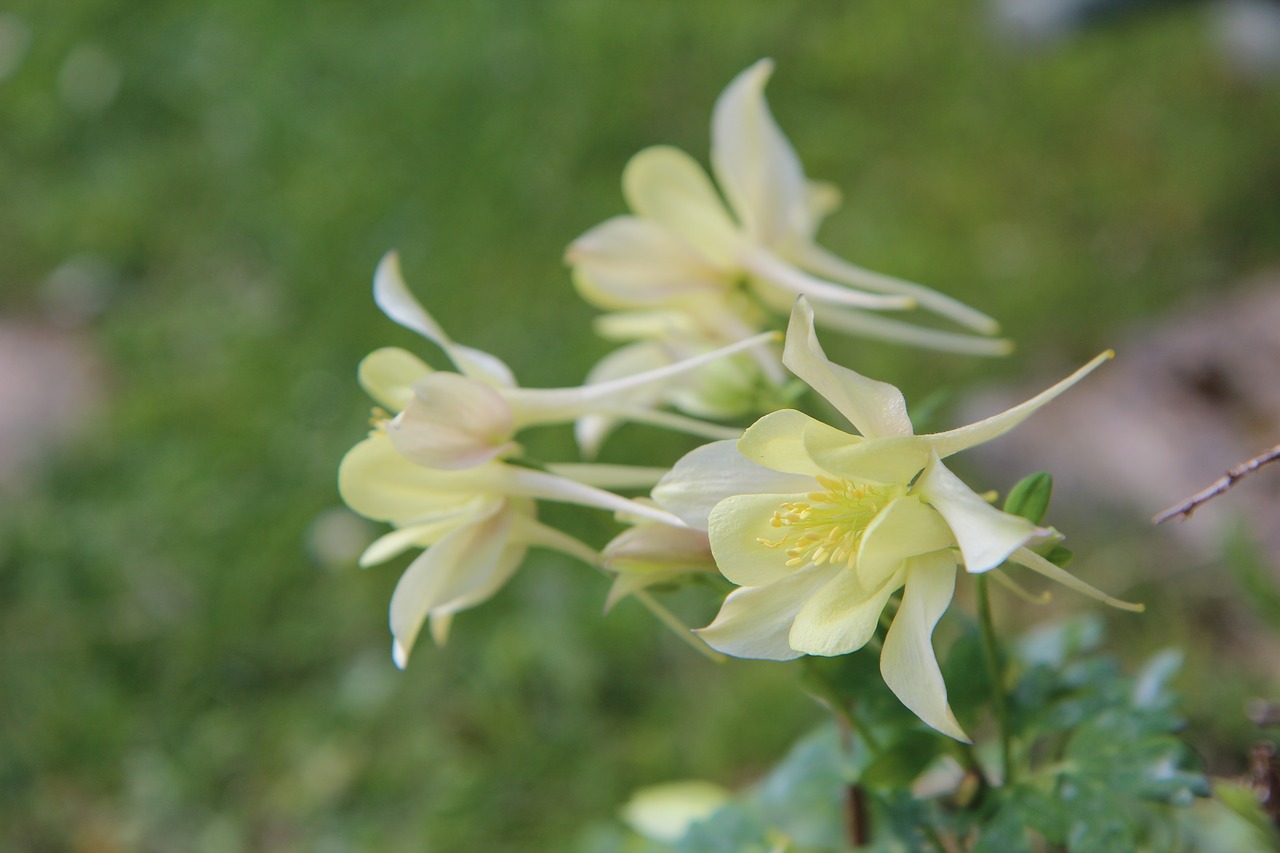 columbine  ancolie yellow  flowering free photo