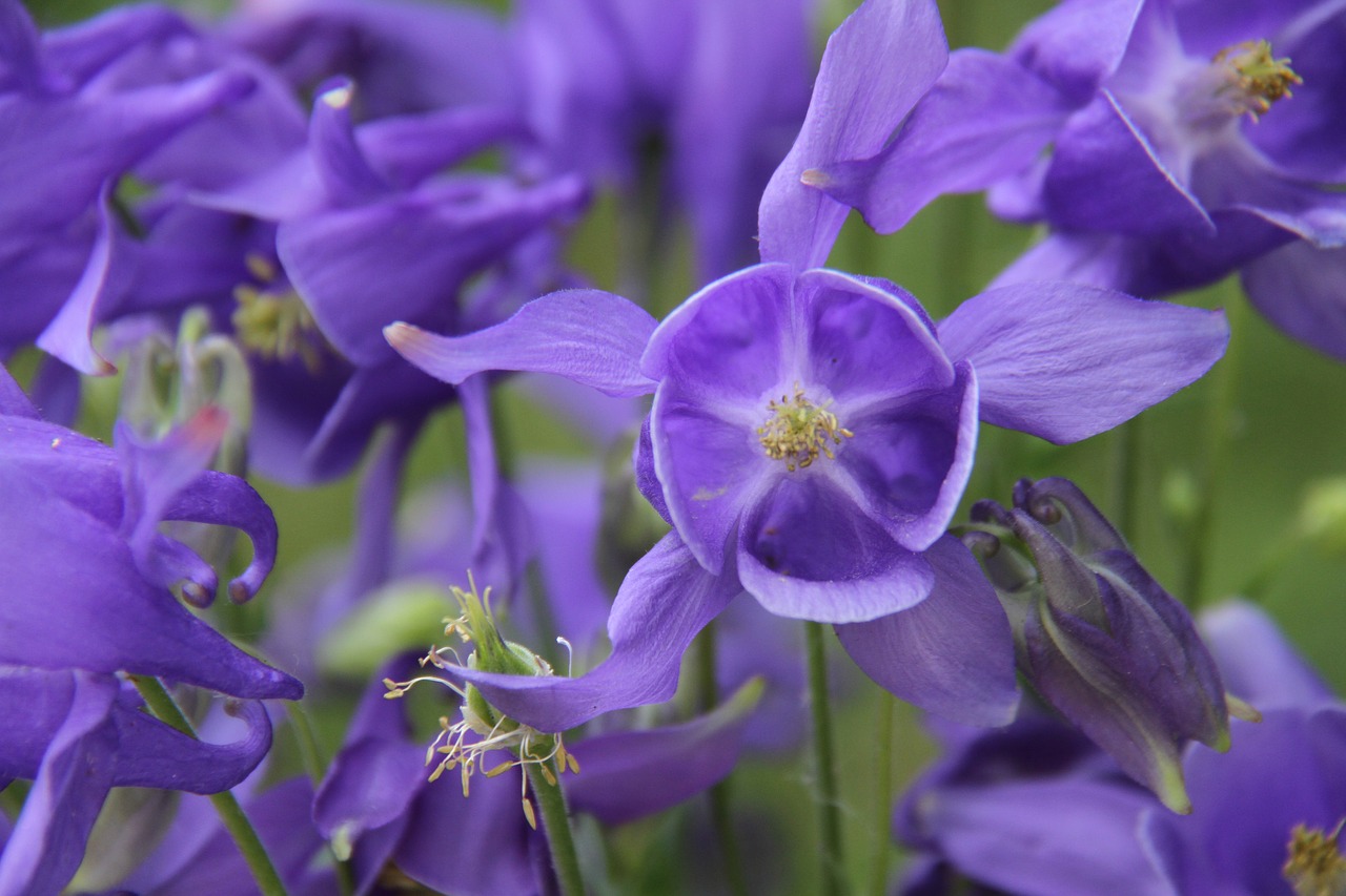 columbine  garden  blue free photo