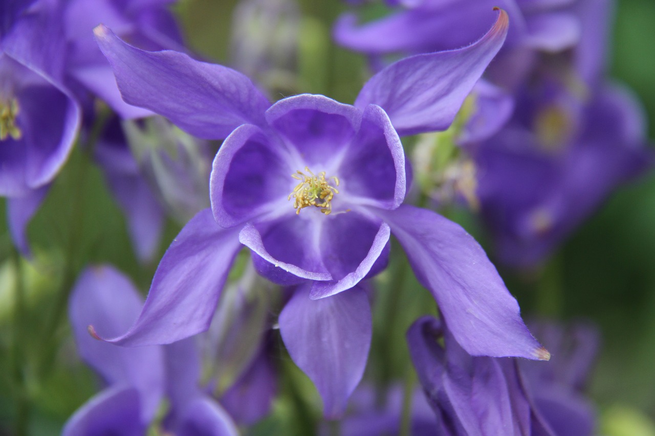 columbine  garden  blue free photo